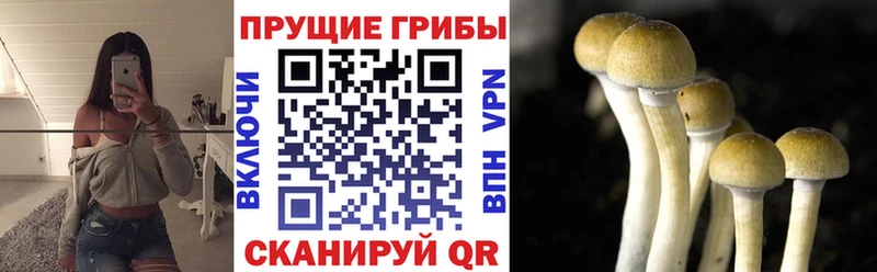Купить  Юхнов  Псилоцибиновые грибы Magic Shrooms 