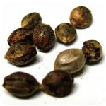 Семена марихуаны АК-47  (Seeds AK-47) в Юхнове
